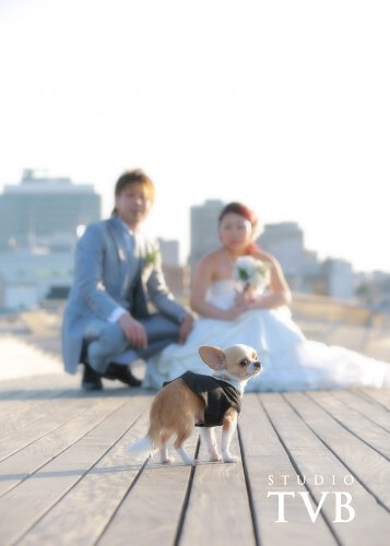 ペットと一緒に結婚写真 大阪最大級の結婚写真 フォトウエディング専門スタジオtvb