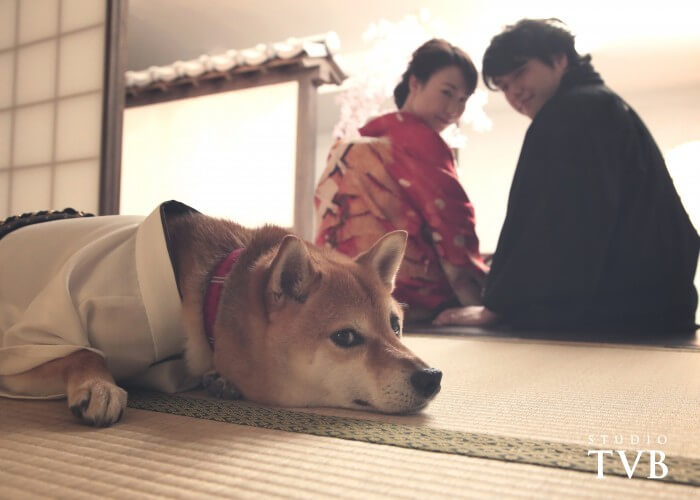 ペットと一緒に結婚写真 大阪最大級の結婚写真 フォトウエディング専門スタジオtvb